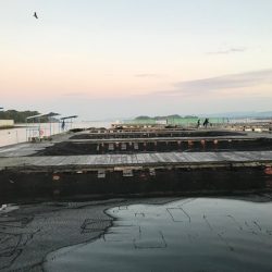 久しぶりの海上釣堀