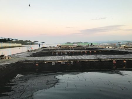 久しぶりの海上釣堀