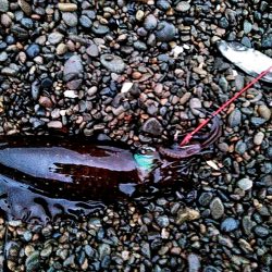 アオリイカ　これからが楽しみです♪♪