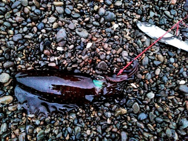 アオリイカ　これからが楽しみです♪♪