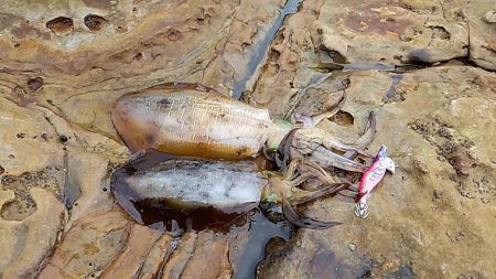 青物狙いましたが…