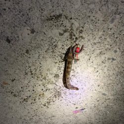 投げ釣りからのブラクリ