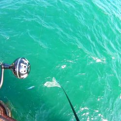 底からの誘い上げでハマチ