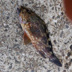 キビナゴでカサゴ&キジハタ