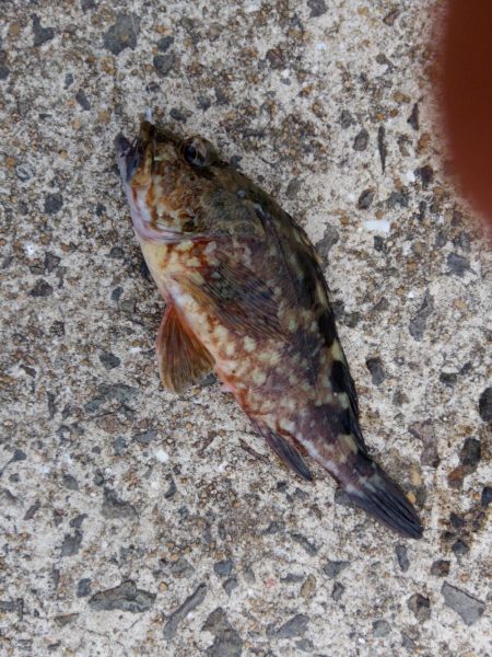 キビナゴでカサゴ&キジハタ