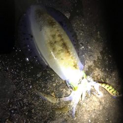 中紀でエギング、爆釣?まではいかんけどまあまあ釣果