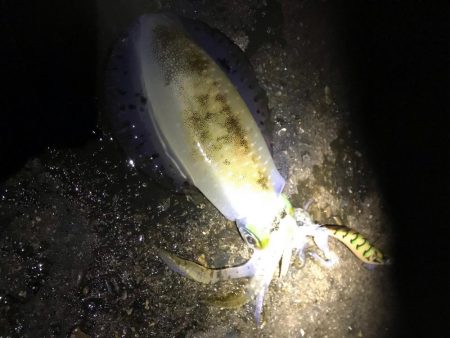 中紀でエギング、爆釣?まではいかんけどまあまあ釣果