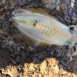 北風に強い地磯で秋イカ狙いのエギング釣果