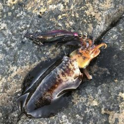 地磯で秋イカ連発のエギング釣果