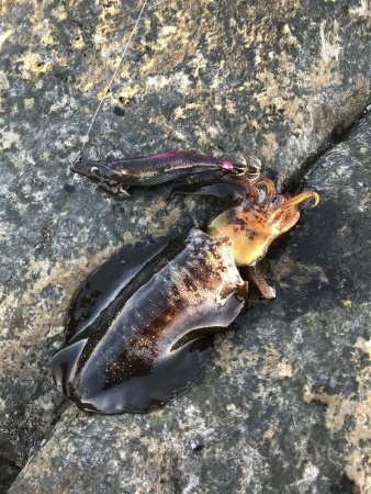地磯で秋イカ連発のエギング釣果
