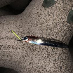 ミノーでタチウオ!!