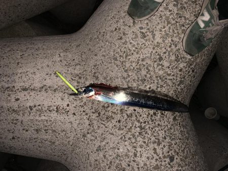 ミノーでタチウオ!!