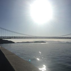 ハマチの回遊アリ