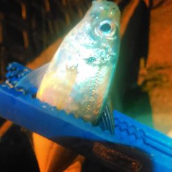 浜名湖 アジング