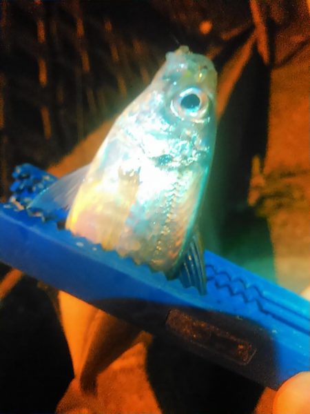 浜名湖 アジング