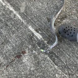 昨日のリベンジ