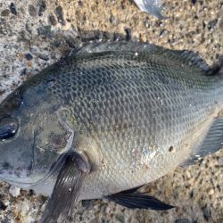 まさかのヒラメ