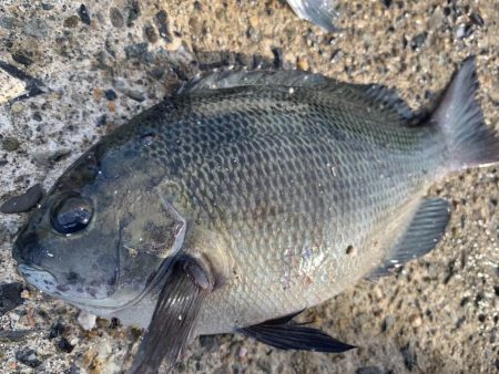 まさかのヒラメ