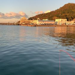 泳がせ釣りにて