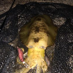 ギリギリですがキロアップでました