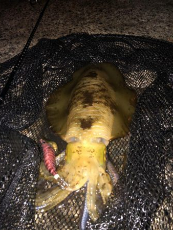 ギリギリですがキロアップでました