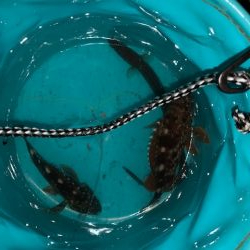 タチウオいまいち、アナゴがいい