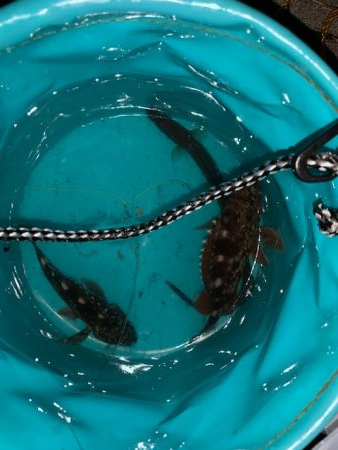 タチウオいまいち、アナゴがいい