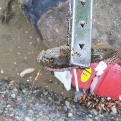 室津で投げ釣り!キスとタコ