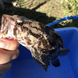 久しぶりにライトゲーム