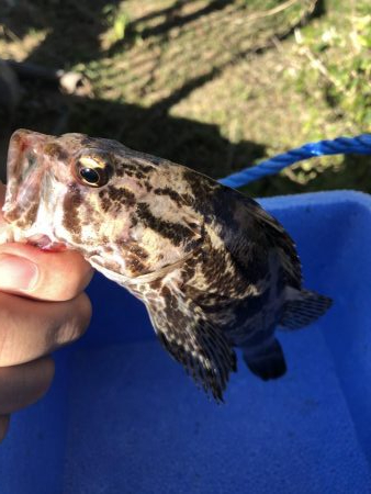 久しぶりにライトゲーム