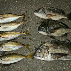 アジも大きく育ってきました