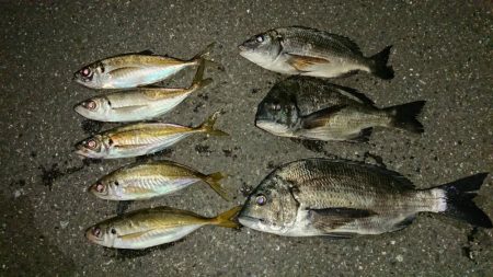 アジも大きく育ってきました