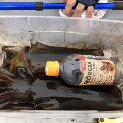 ティップラン再び