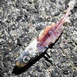 タチウオ釣れた（お隣さん）