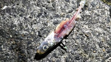 タチウオ釣れた（お隣さん）