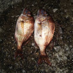 小物釣り タチウオ不発