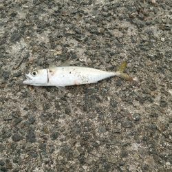 秋の3種コンプリート