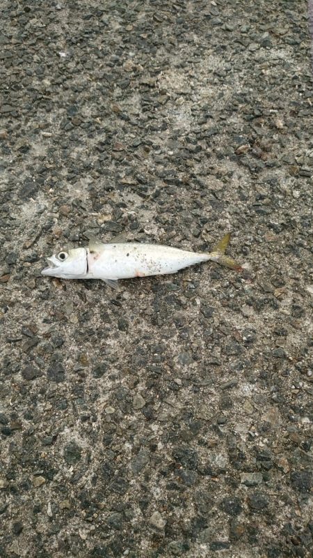 秋の3種コンプリート