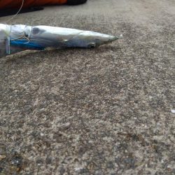 タチウオがいる