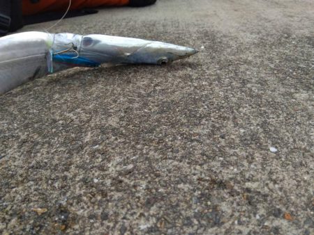 タチウオがいる