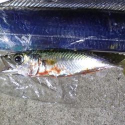 マヅメのラッシュがない