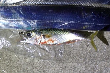 マヅメのラッシュがない