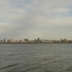 高活性 淀川サヨリ釣り