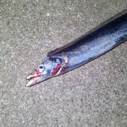 今シーズン初、タチウオつ抜け