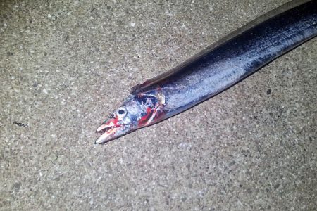 今シーズン初、タチウオつ抜け