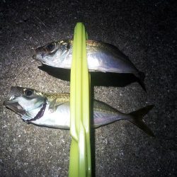 タチウオ 連続ツ抜け アジ好調