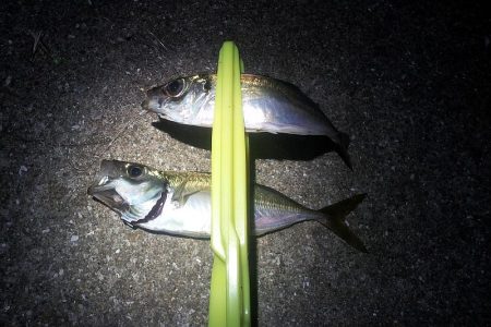 タチウオ 連続ツ抜け アジ好調