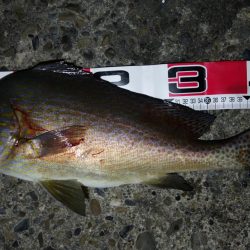 早上がりしました。