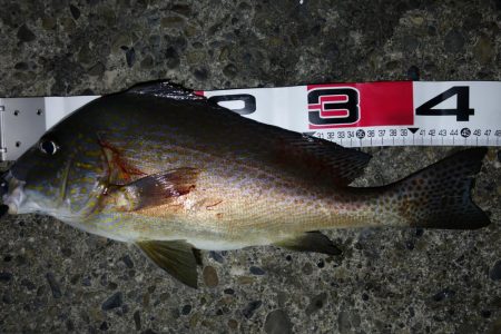 早上がりしました。