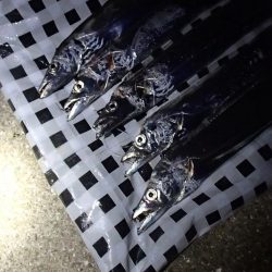 食いこみの悪いタチウオに翻弄される